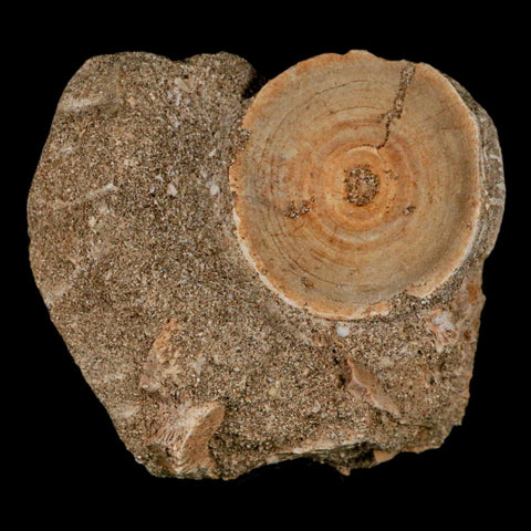 43MM Otodus Obliquus Shark Vertebrae Fossil Bone In Matrix Morocco COA - Fossil Age Minerals