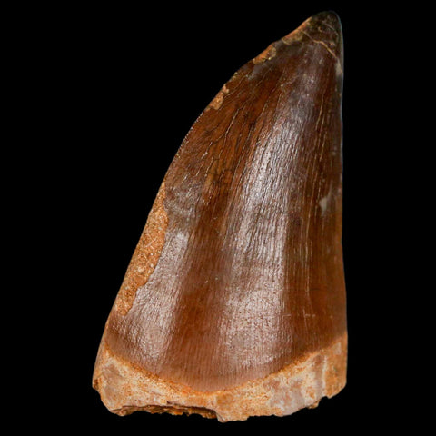 XL 2" Mosasaur Prognathodon Fossil Tooth Cretaceous Dinosaur Era COA & Stand - Fossil Age Minerals