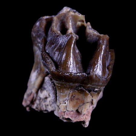 1.1" Running Rhino Hyracodon Nebrascensis Fossil Tooth South Dakota Badlands COA