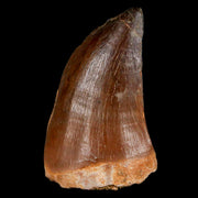 XL 2" Mosasaur Prognathodon Fossil Tooth Cretaceous Dinosaur Era COA & Stand