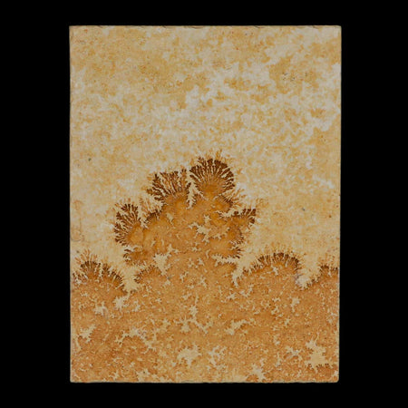3.1" Pyrolusite Dendritic Limestone Solnhofen Upper Jurassic Age West Germany