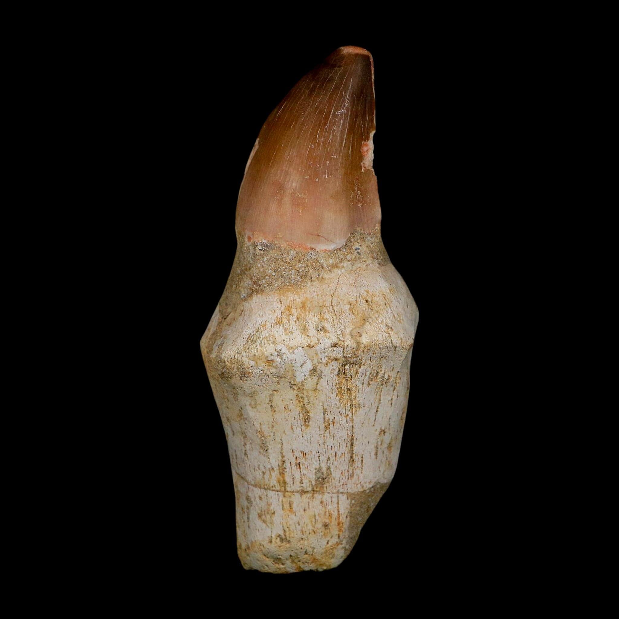XL 4.1" Mosasaur Prognathodon Fossil Tooth Rooted Cretaceous Dinosaur Era COA - Fossil Age Minerals