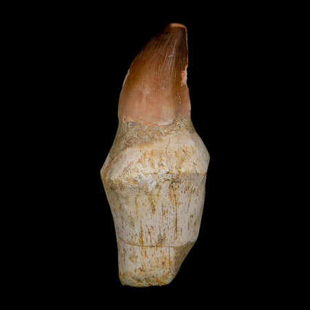 XL 4.1" Mosasaur Prognathodon Fossil Tooth Rooted Cretaceous Dinosaur Era COA