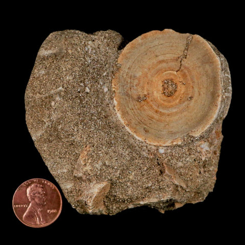 43MM Otodus Obliquus Shark Vertebrae Fossil Bone In Matrix Morocco COA - Fossil Age Minerals