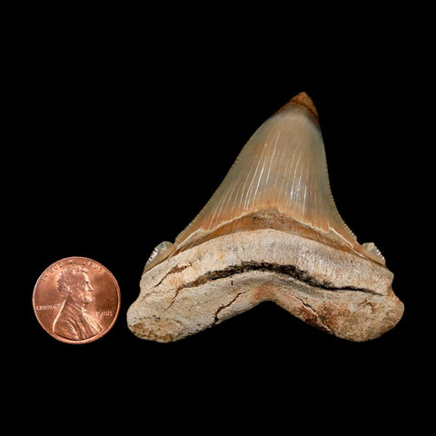 2.3" Quality Otodus Chubutensis Tooth Serrated Fossil Natural Miocene Age