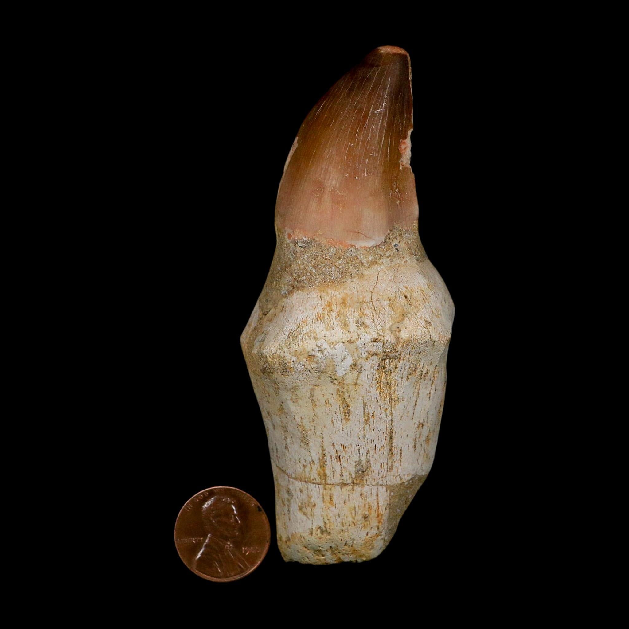 XL 4.1" Mosasaur Prognathodon Fossil Tooth Rooted Cretaceous Dinosaur Era COA - Fossil Age Minerals