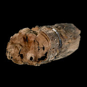 2.9" Fossilized Blue Forest Petrified Wood Limb Branch Eden Wyoming 50 Mil Yrs Old