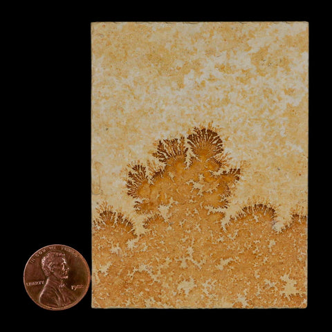 3.1" Pyrolusite Dendritic Limestone Solnhofen Upper Jurassic Age West Germany - Fossil Age Minerals