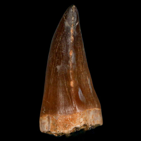 XL 2" Mosasaur Prognathodon Fossil Tooth Cretaceous Dinosaur Era COA & Stand - Fossil Age Minerals