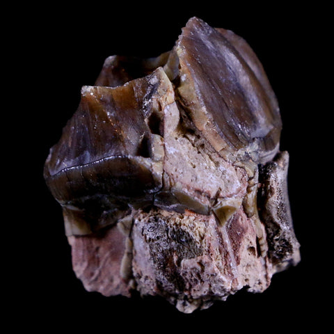 1.1" Running Rhino Hyracodon Nebrascensis Fossil Tooth South Dakota Badlands COA - Fossil Age Minerals