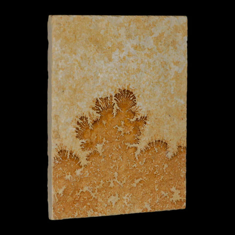 3.1" Pyrolusite Dendritic Limestone Solnhofen Upper Jurassic Age West Germany - Fossil Age Minerals