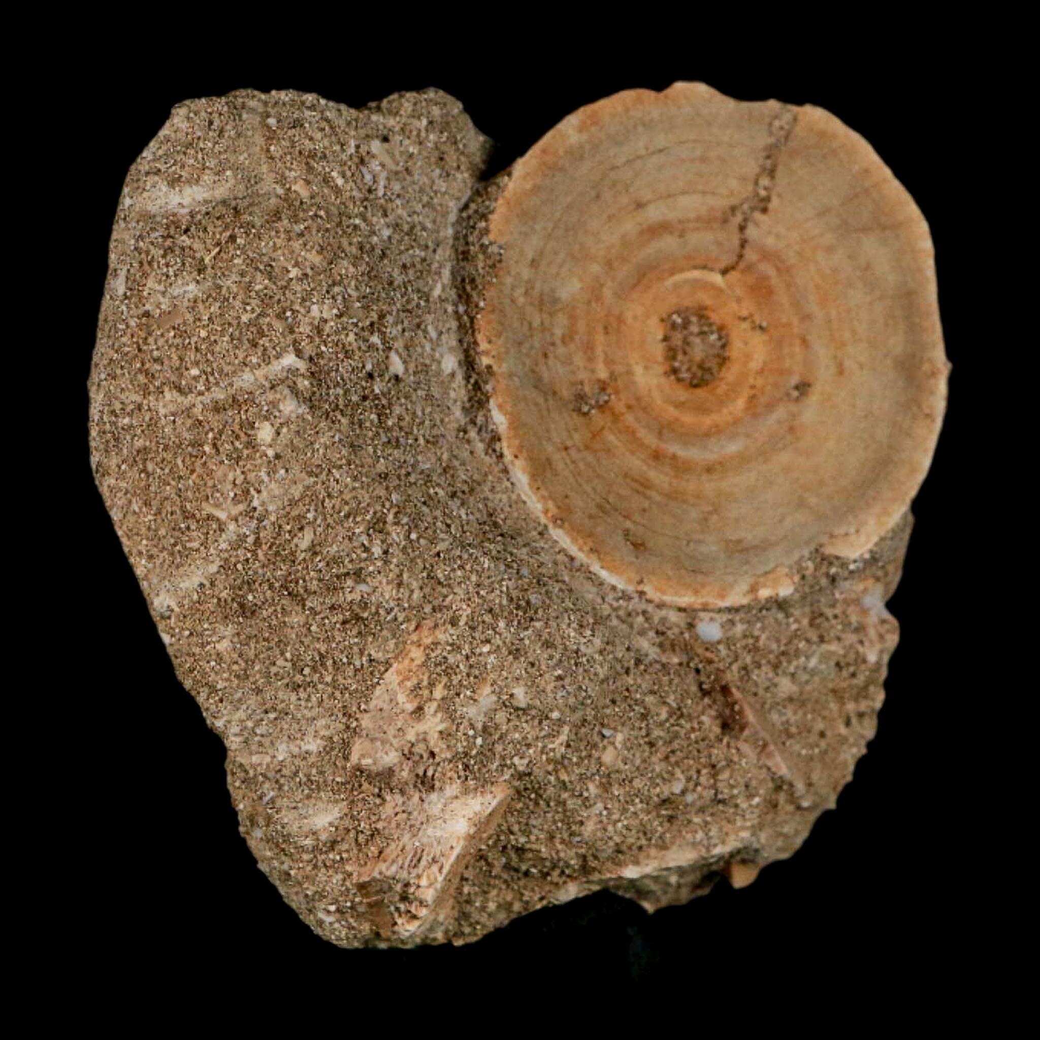 43MM Otodus Obliquus Shark Vertebrae Fossil Bone In Matrix Morocco COA - Fossil Age Minerals