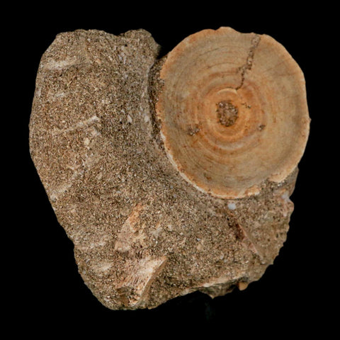 43MM Otodus Obliquus Shark Vertebrae Fossil Bone In Matrix Morocco COA - Fossil Age Minerals