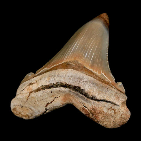 2.3" Quality Otodus Chubutensis Tooth Serrated Fossil Natural Miocene Age