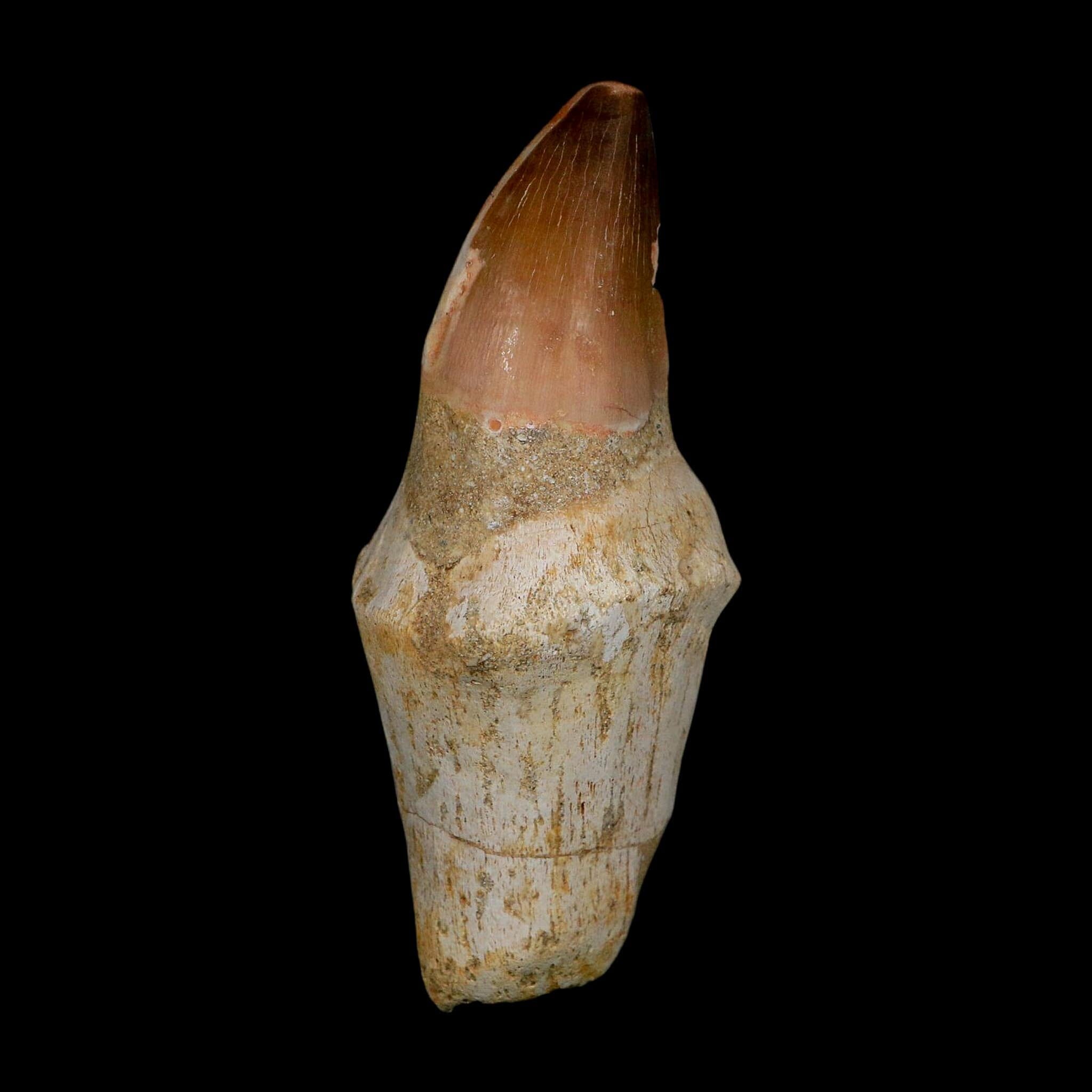 XL 4.1" Mosasaur Prognathodon Fossil Tooth Rooted Cretaceous Dinosaur Era COA - Fossil Age Minerals