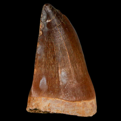 XL 2" Mosasaur Prognathodon Fossil Tooth Cretaceous Dinosaur Era COA & Stand - Fossil Age Minerals