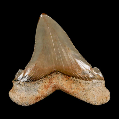 2.3" Quality Otodus Chubutensis Tooth Serrated Fossil Natural Miocene Age