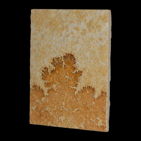 3.1" Pyrolusite Dendritic Limestone Solnhofen Upper Jurassic Age West Germany - Fossil Age Minerals