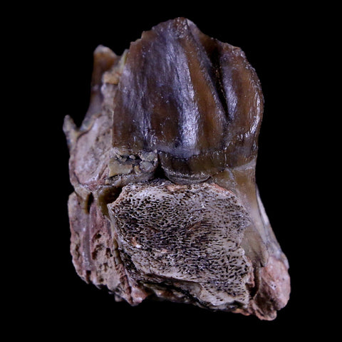 1.1" Running Rhino Hyracodon Nebrascensis Fossil Tooth South Dakota Badlands COA - Fossil Age Minerals