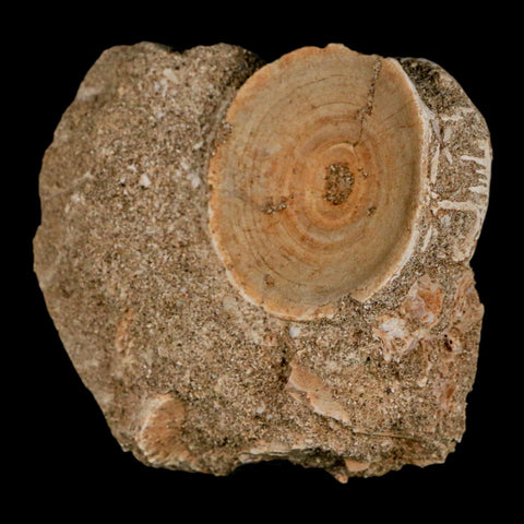 43MM Otodus Obliquus Shark Vertebrae Fossil Bone In Matrix Morocco COA - Fossil Age Minerals