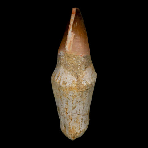 XL 4.1" Mosasaur Prognathodon Fossil Tooth Rooted Cretaceous Dinosaur Era COA