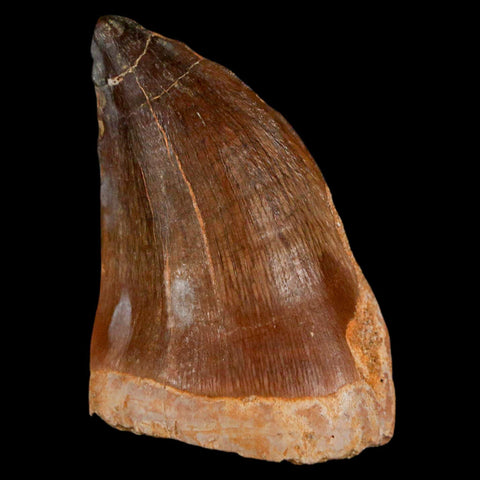 XL 2" Mosasaur Prognathodon Fossil Tooth Cretaceous Dinosaur Era COA & Stand - Fossil Age Minerals