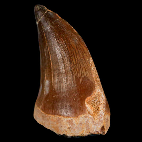 XL 2" Mosasaur Prognathodon Fossil Tooth Cretaceous Dinosaur Era COA & Stand - Fossil Age Minerals