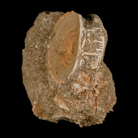 43MM Otodus Obliquus Shark Vertebrae Fossil Bone In Matrix Morocco COA - Fossil Age Minerals