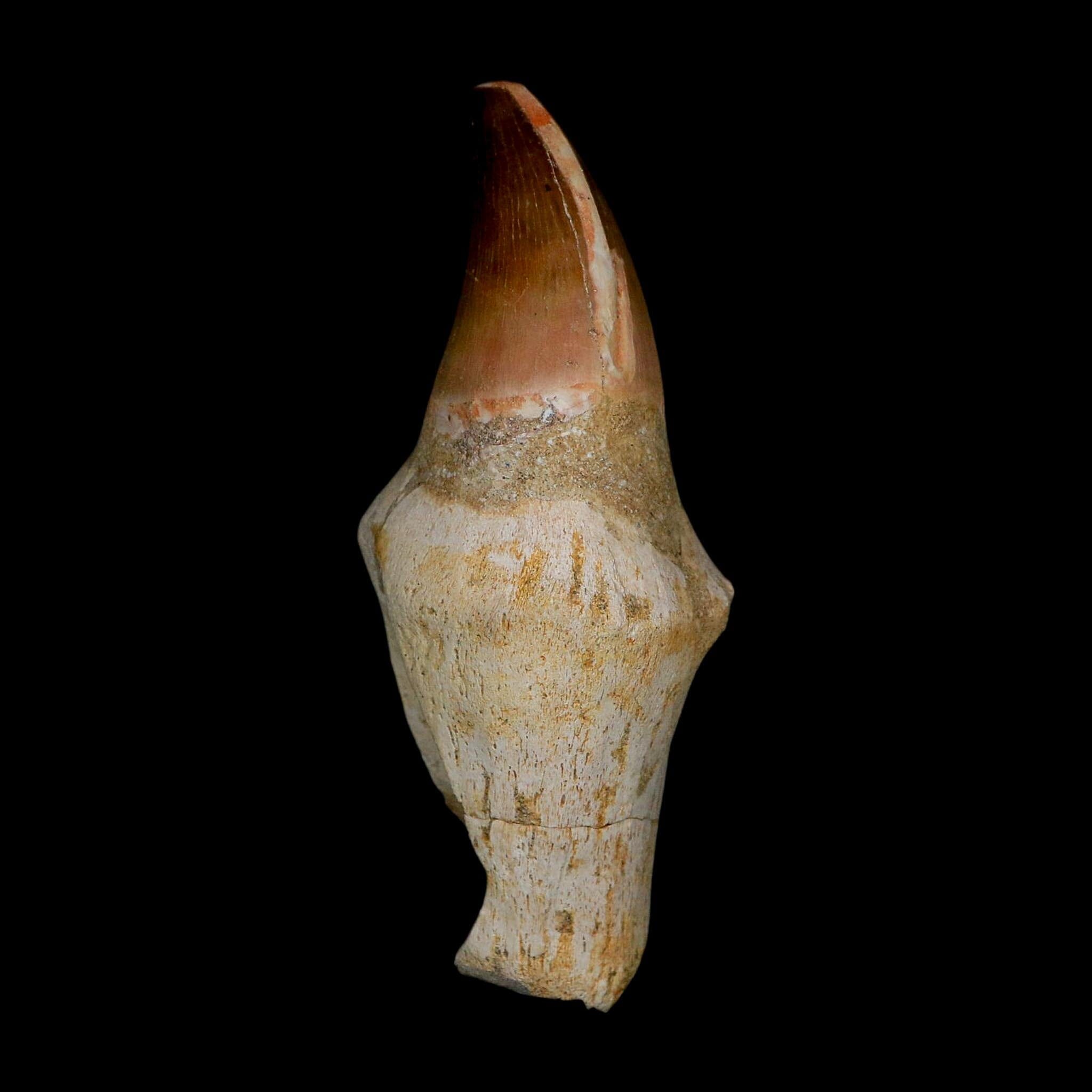 XL 4.1" Mosasaur Prognathodon Fossil Tooth Rooted Cretaceous Dinosaur Era COA - Fossil Age Minerals
