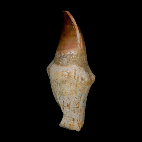 XL 4.1" Mosasaur Prognathodon Fossil Tooth Rooted Cretaceous Dinosaur Era COA