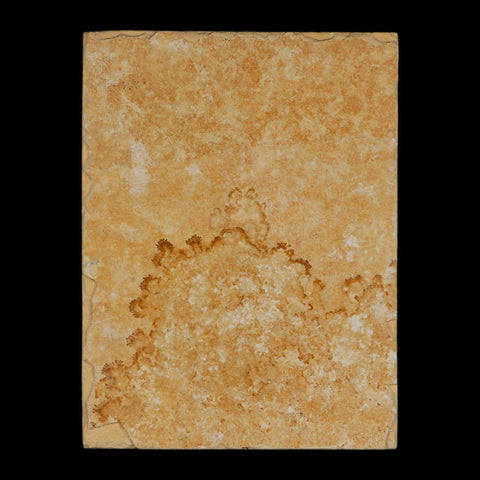 3.1" Pyrolusite Dendritic Limestone Solnhofen Upper Jurassic Age West Germany - Fossil Age Minerals