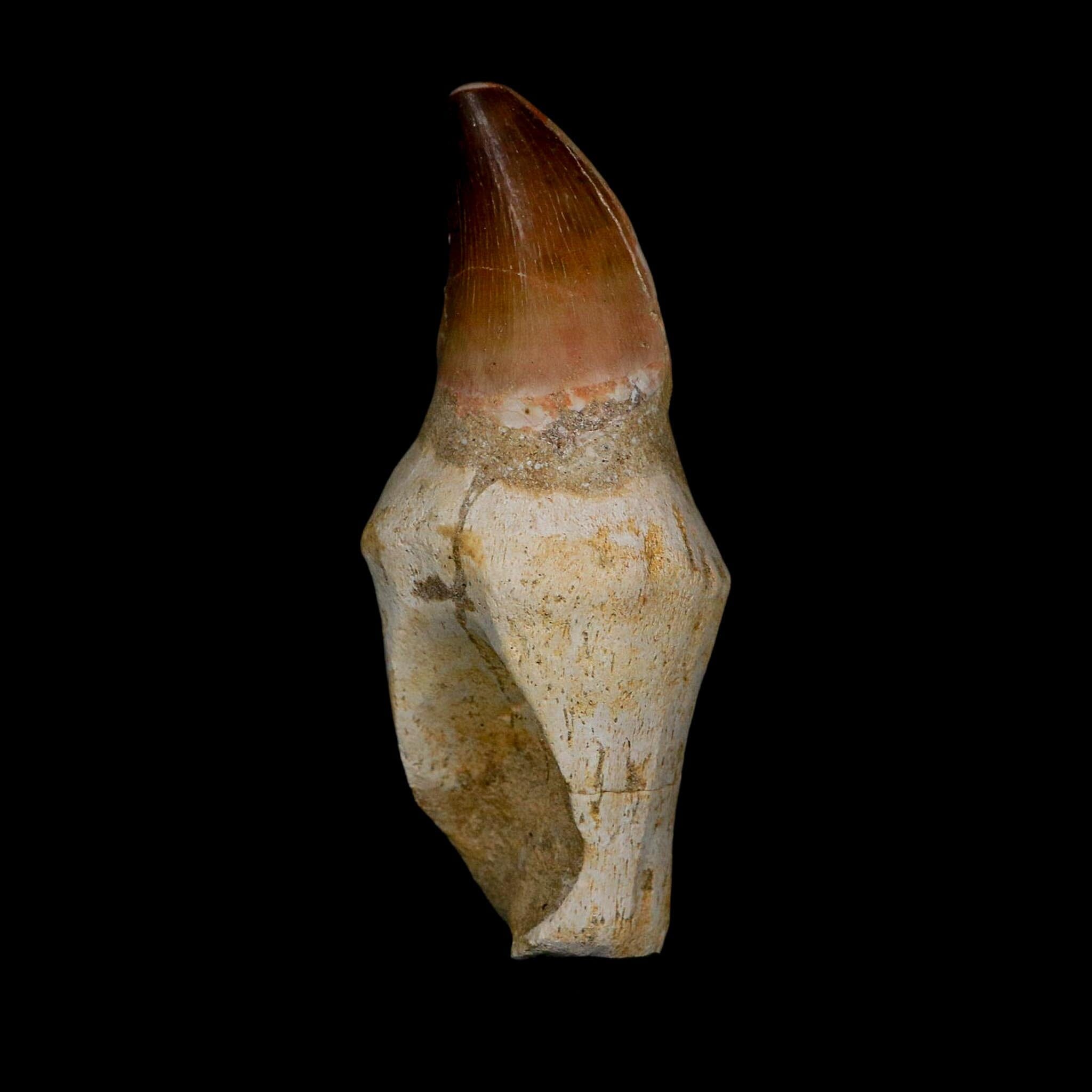 XL 4.1" Mosasaur Prognathodon Fossil Tooth Rooted Cretaceous Dinosaur Era COA - Fossil Age Minerals