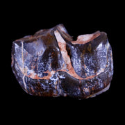 1" Running Rhino Hyracodon Nebrascensis Fossil Tooth South Dakota Badlands COA
