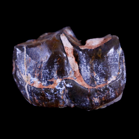 1" Running Rhino Hyracodon Nebrascensis Fossil Tooth South Dakota Badlands COA - Fossil Age Minerals