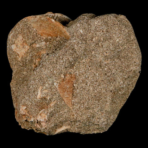 43MM Otodus Obliquus Shark Vertebrae Fossil Bone In Matrix Morocco COA - Fossil Age Minerals