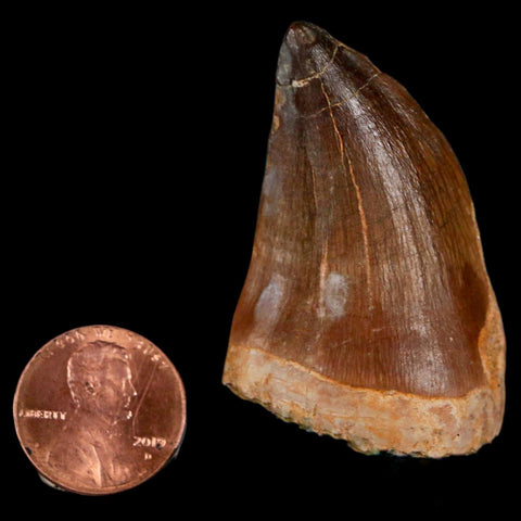 XL 2" Mosasaur Prognathodon Fossil Tooth Cretaceous Dinosaur Era COA & Stand - Fossil Age Minerals