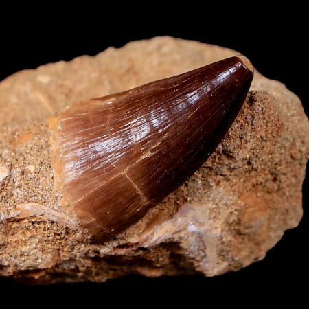 1.3" Mosasaur Prognathodon Fossil Tooth In Matrix Cretaceous Dinosaur Era COA