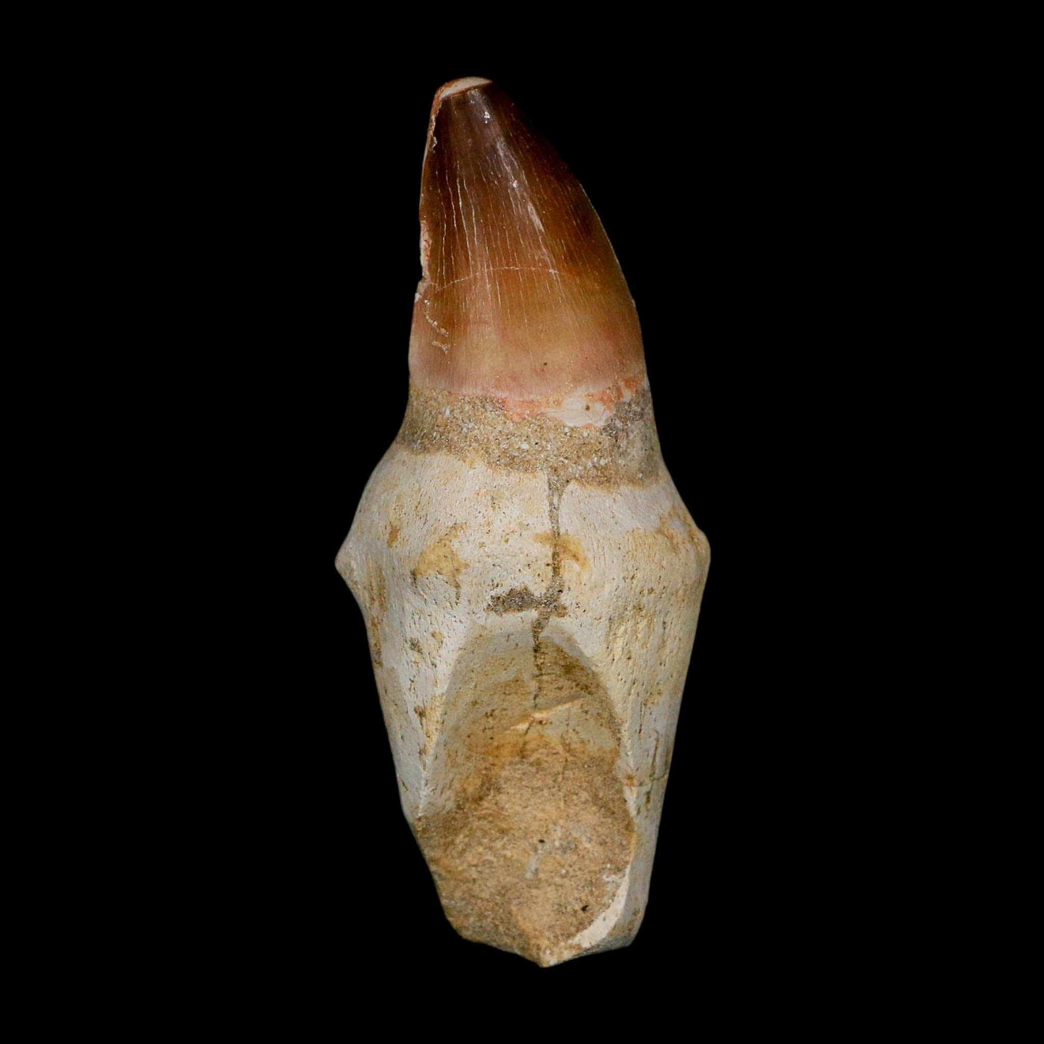 XL 4.1" Mosasaur Prognathodon Fossil Tooth Rooted Cretaceous Dinosaur Era COA - Fossil Age Minerals