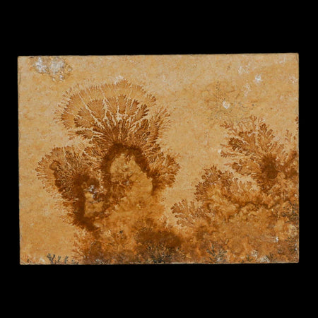 3.1" Pyrolusite Dendritic Limestone Solnhofen Upper Jurassic Age West Germany