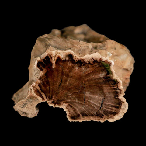 5.8" Fossilized Blue Forest Petrified Wood Limb Branch Eden Wyoming 50 Mil Yrs Old - Fossil Age Minerals