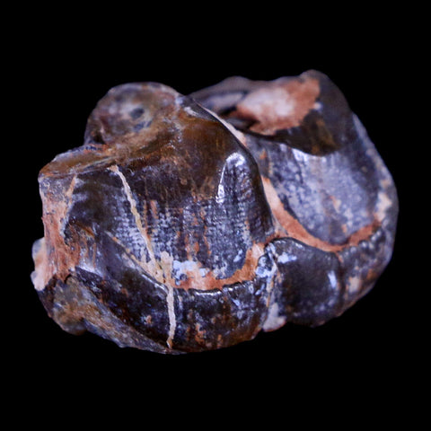 1" Running Rhino Hyracodon Nebrascensis Fossil Tooth South Dakota Badlands COA - Fossil Age Minerals