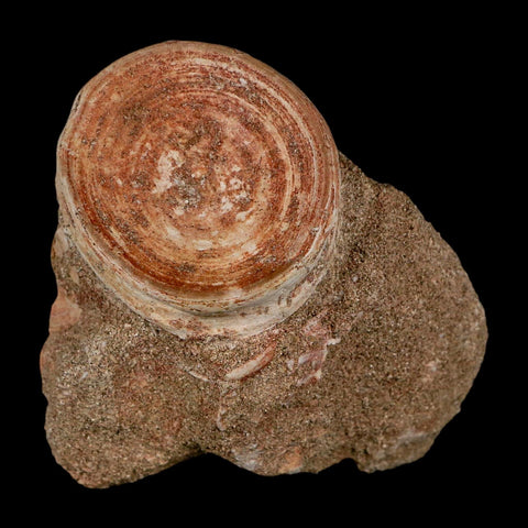 46MM Otodus Obliquus Shark Vertebrae Fossil Bone In Matrix Morocco COA - Fossil Age Minerals