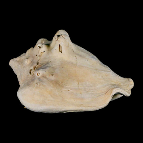 3.2" Strombus Bubonius Fossil Shell Gastropod Pliocene Age Almeria, Spain - Fossil Age Minerals