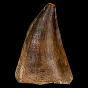 1.9" Mosasaur Prognathodon Fossil Tooth Cretaceous Dinosaur Era COA & Stand