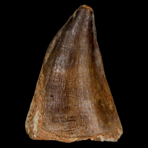 1.9" Mosasaur Prognathodon Fossil Tooth Cretaceous Dinosaur Era COA & Stand - Fossil Age Minerals