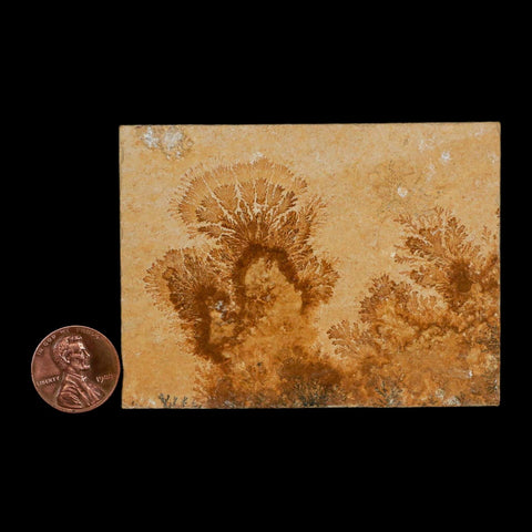 3.1" Pyrolusite Dendritic Limestone Solnhofen Upper Jurassic Age West Germany - Fossil Age Minerals