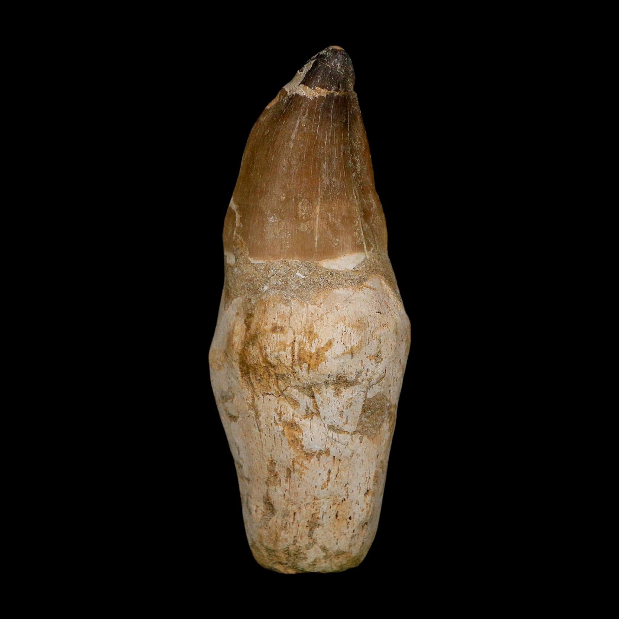 XL 4.6" Mosasaur Prognathodon Fossil Tooth Rooted Cretaceous Dinosaur Era COA - Fossil Age Minerals