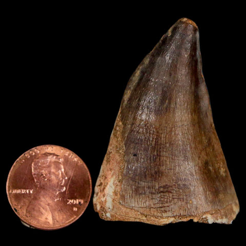 1.9" Mosasaur Prognathodon Fossil Tooth Cretaceous Dinosaur Era COA & Stand - Fossil Age Minerals