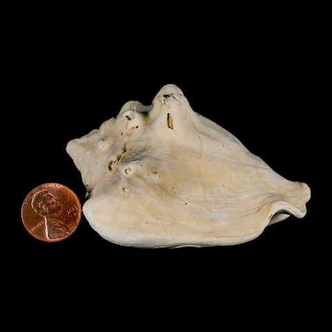 3.2" Strombus Bubonius Fossil Shell Gastropod Pliocene Age Almeria, Spain - Fossil Age Minerals