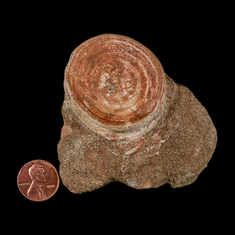 46MM Otodus Obliquus Shark Vertebrae Fossil Bone In Matrix Morocco COA - Fossil Age Minerals